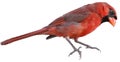 Ohio Northern cardinal or redbird or common cardinal